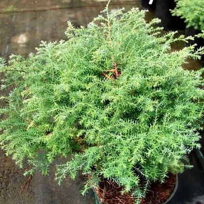 Кипарисовик СКВАРРОЗА горохоплодный в Кемерово