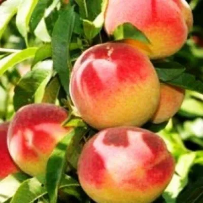 Персик НОВОСЕЛКОВСКИЙ — описание сорта Персик НОВОСЕЛКОВСКИЙ в Кемерово