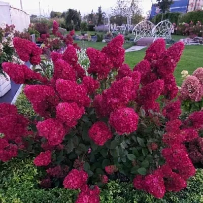 Гортензия САМАРСКАЯ ЛИДИЯ метельчатая  Гортензия САМАРСКАЯ ЛИДИЯ метельчатая в Кемерово