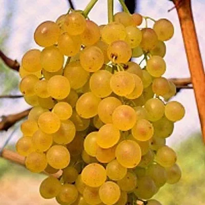 Виноград КИШМИШ КОКТЕЙЛЬ в Кемерово