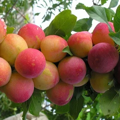 Слива СКОРОПЛОДНАЯ в Кемерово