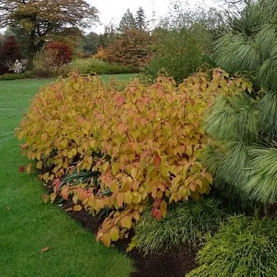 Дерен  АННА ВИНТЕР ОРАНЖ кроваво-красный    Дерен  АННА ВИНТЕР ОРАНЖ кроваво-красный   в Кемерово