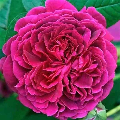 Саженцы роз ВИЛЬЯМ ШЕКСПИР английская  Саженцы роз ВИЛЬЯМ ШЕКСПИР английская в Кемерово