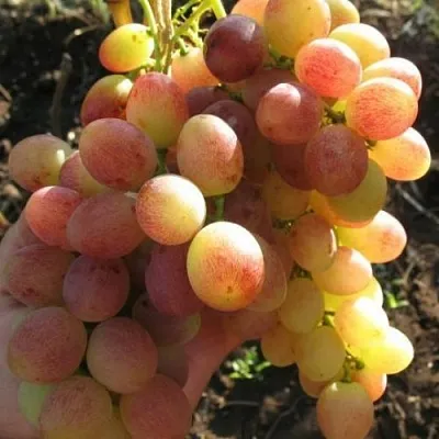 Виноград ТАСОН в Кемерово