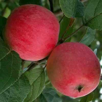 Яблоня СУЙСЛЕПСКОЕ (МАЛИНОВКА) в Кемерово