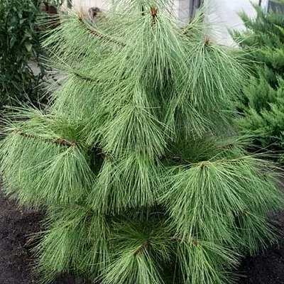 Сосна желтая  в Кемерово