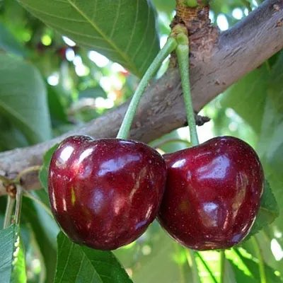 Черешня СЮБАРОВСКАЯ в Кемерово