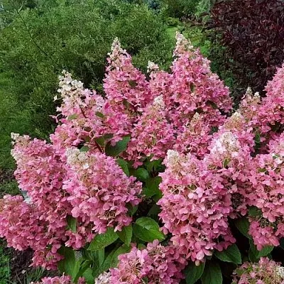 Гортензия ПИНКИ ВИНКИ метельчатая  Гортензия ПИНКИ ВИНКИ метельчатая в Кемерово