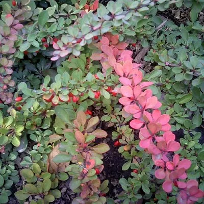 Барбарис ГРИН КАРПЕТ тунберга  Барбарис ГРИН КАРПЕТ тунберга в Кемерово