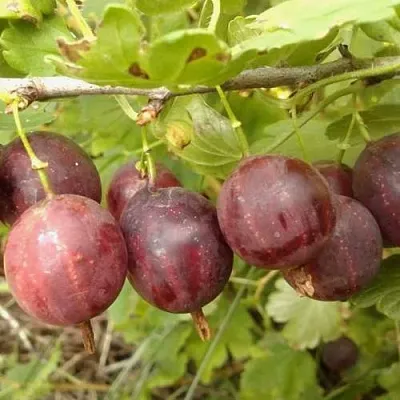 Крыжовник СМЕНА  Крыжовник СМЕНА в Кемерово