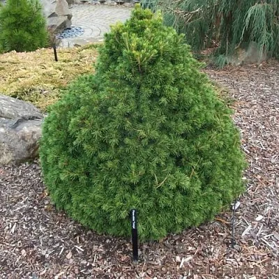 Ель ТОМПА обыкновенная  Ель ТОМПА обыкновенная в Кемерово