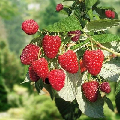 Малина РУБИФОЛ  Малина РУБИФОЛ в Кемерово