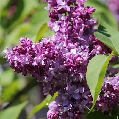 Сирень ИЗОБИЛИЕ  Сирень ИЗОБИЛИЕ в Кемерово