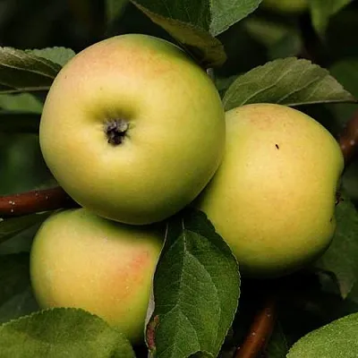 Яблоня ДАНИЛА  Яблоня ДАНИЛА в Кемерово