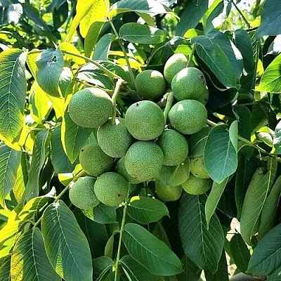 Грецкий орех  ИЗЯЩНЫЙ  Грецкий орех  ИЗЯЩНЫЙ в Кемерово