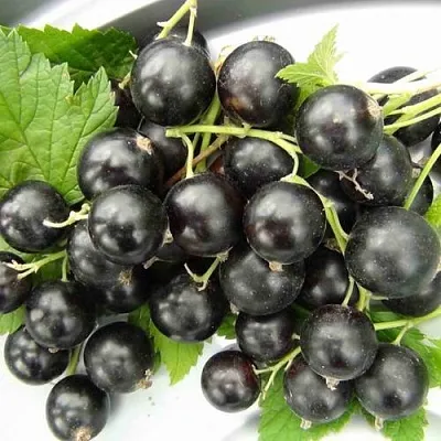 Смородина черная ТИТАНИЯ в Кемерово