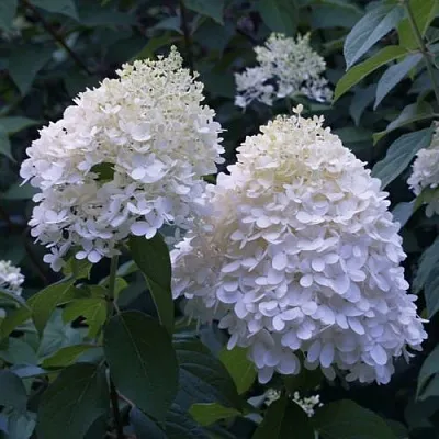 Гортензия ТАРДИВА метельчатая  Гортензия ТАРДИВА метельчатая в Кемерово