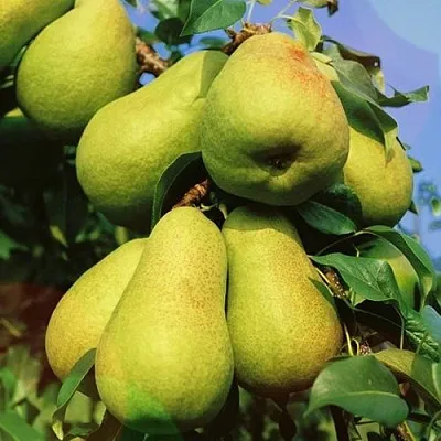 Груша НЕЖНОСТЬ колонновидная	 в Кемерово