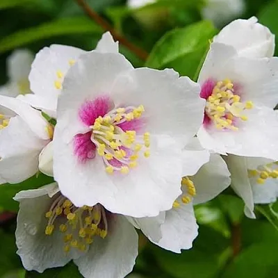 Жасмин БЕЛЬ ЭТУАЛЬ  Жасмин БЕЛЬ ЭТУАЛЬ в Кемерово