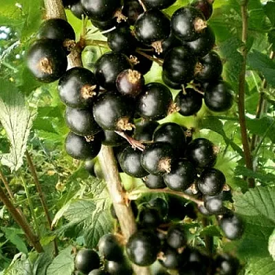 Смородина черная БЕН ТИРЕН в Кемерово