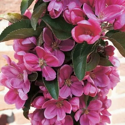 Яблоня ЗЕЛЁНЫЙ БУКЕТ декоративная в Кемерово