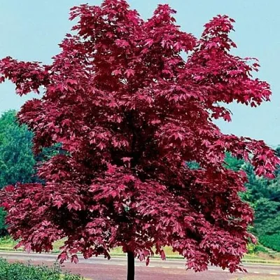 Клен КРИМСОН КИНГ остролистный в Кемерово