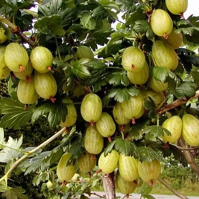 Крыжовник ИНВИКТА  Крыжовник ИНВИКТА в Кемерово