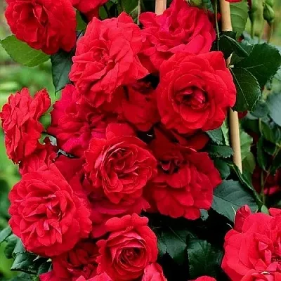 Саженцы роз АМАДЕУС плетистая  Саженцы роз АМАДЕУС плетистая в Кемерово