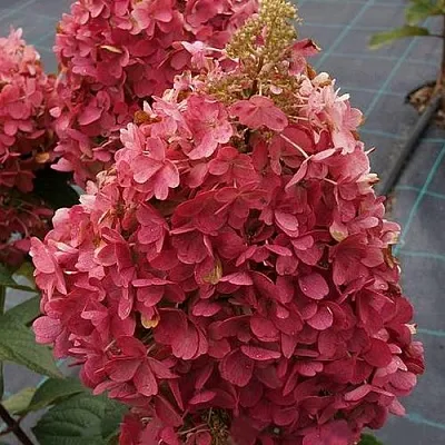 Гортензия КАНДЕЛАЙТ метельчатая  Гортензия КАНДЕЛАЙТ метельчатая в Кемерово