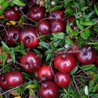 Клюква БЕН ЛИР  Клюква БЕН ЛИР в Кемерово