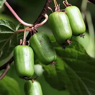 Актинидия СЕНТЯБРЬСКАЯ коломикта  Актинидия СЕНТЯБРЬСКАЯ коломикта в Кемерово