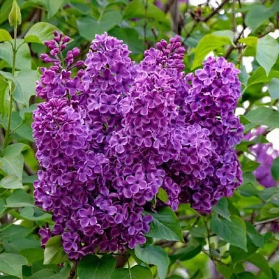 Сирень СУМЕРКИ в Кемерово