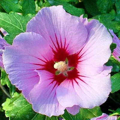 Гибискус ПИНК ФЛИРТ сирийский  Гибискус ПИНК ФЛИРТ сирийский в Кемерово