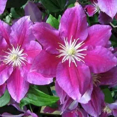 Клематис ХАНИЯ  Клематис ХАНИЯ в Кемерово