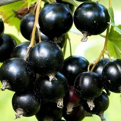 Смородина чёрная СОКРОВИЩЕ в Кемерово