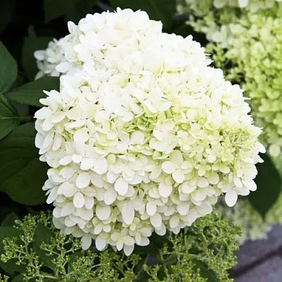 Гортензия УАЙТ ЛЕДИ метельчатая  Гортензия УАЙТ ЛЕДИ метельчатая в Кемерово