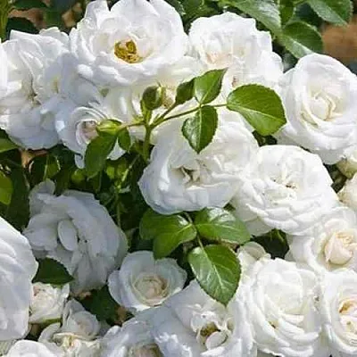 Саженцы роз НЕЖ ДЕ ТЕ мускусная в Кемерово