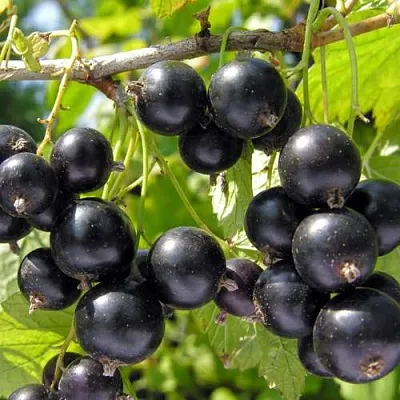 Смородина черная ГАМАЮН в Кемерово