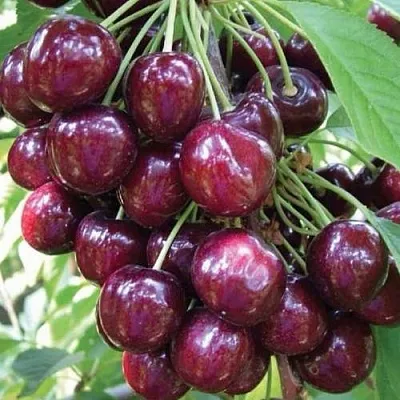 Черешня СЭМ колонновидная в Кемерово