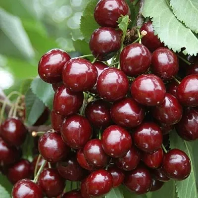 Черешня СИЛЬВИЯ колоновидная в Кемерово