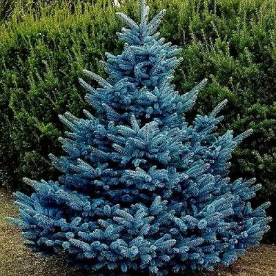 Ель МАДЖЕСТИК БЛЮ колючая  Ель МАДЖЕСТИК БЛЮ колючая в Кемерово