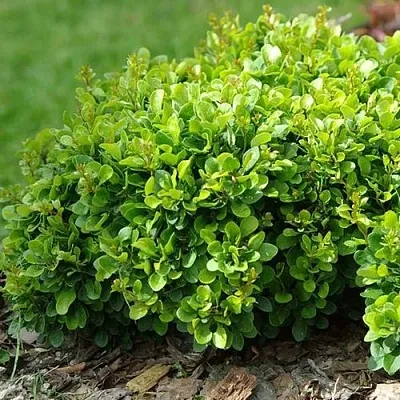 Барбарис КОБОЛЬД тунберга  Барбарис КОБОЛЬД тунберга в Кемерово