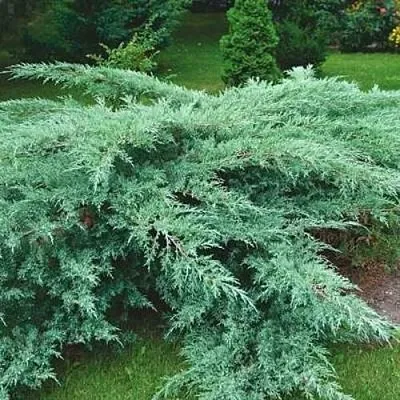 Можжевельник ГРЕЙ ОУЛ виргинский  Можжевельник ГРЕЙ ОУЛ виргинский в Кемерово