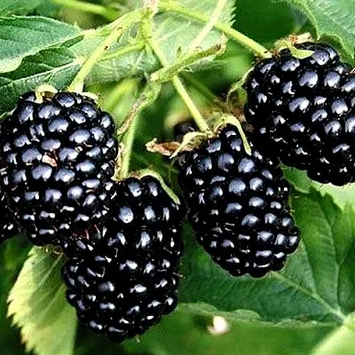 Ежевика ПРАЙМ АРК ТРЕВЕЛЕР ремонтантная в Кемерово