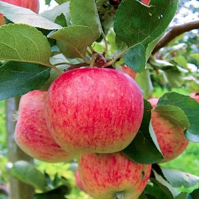 Яблоня ПИРОС в Кемерово