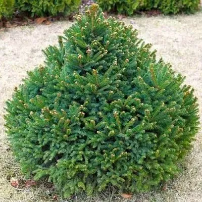 Ель БАРРИ обыкновенная  Ель БАРРИ обыкновенная в Кемерово