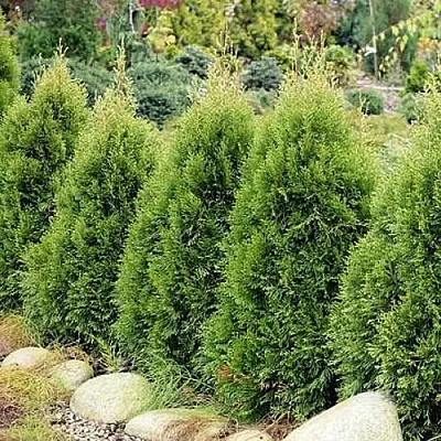 Туя СМАРАГД ВИТБОНТ западная в Кемерово