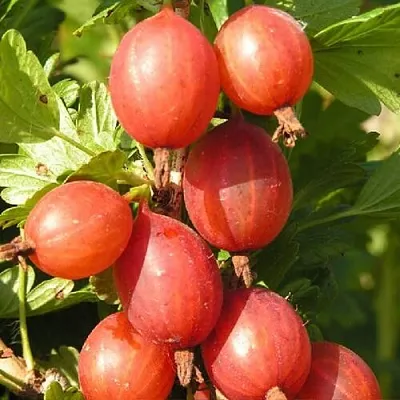 Крыжовник МАШЕКА  Крыжовник МАШЕКА в Кемерово