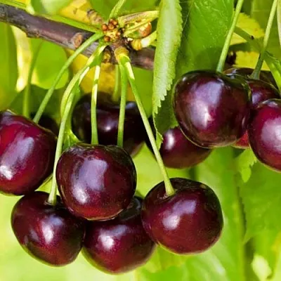 Черешня ИПУТЬ в Кемерово