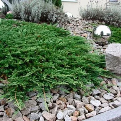 Можжевельник ПРИНЦ ОФ УЭЛЬС горизонтальный  Можжевельник ПРИНЦ ОФ УЭЛЬС горизонтальный в Кемерово